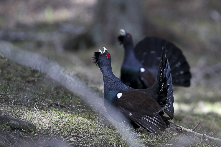 gallo_cedrone_013.jpg
