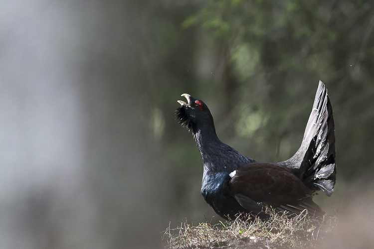 gallo_cedrone_115.jpg