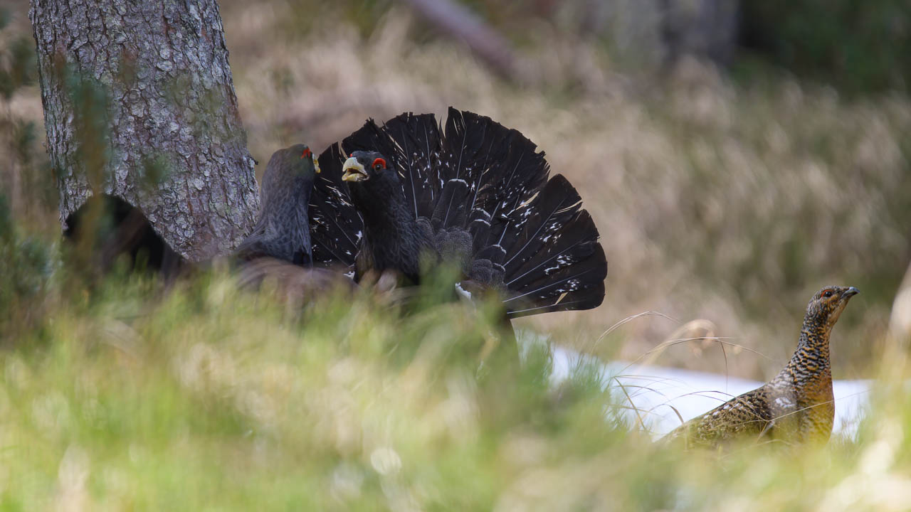 gallo_cedrone_115b2.jpg