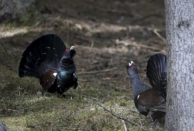 gallo_cedrone_116.jpg