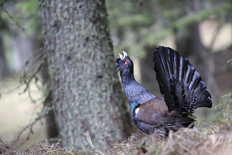 gallo_cedrone_117.jpg