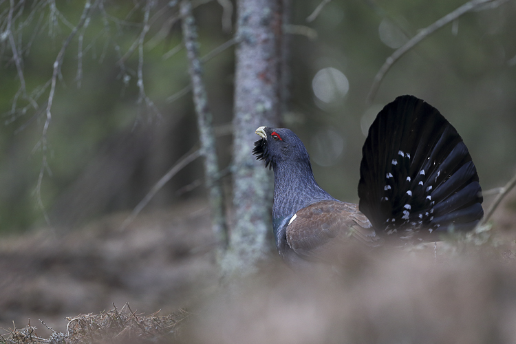 gallo_cedrone_122.jpg
