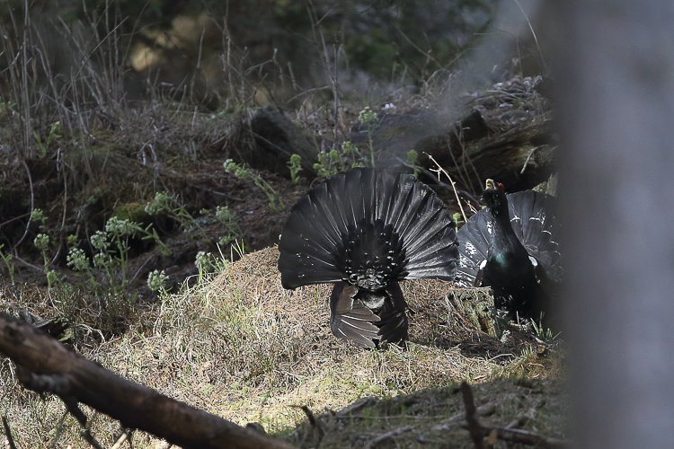 gallo_cedrone_127.jpg