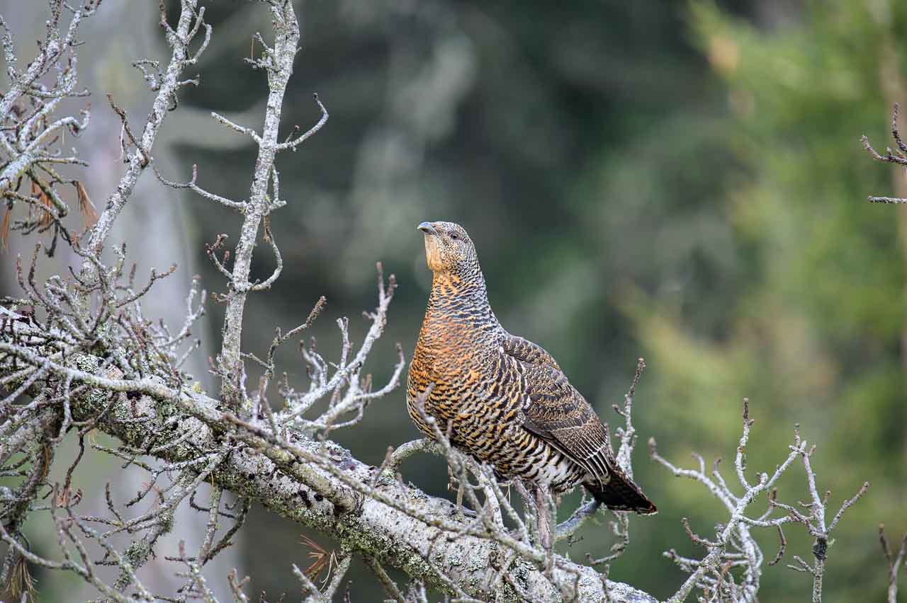 gallo_cedrone_127b.jpg