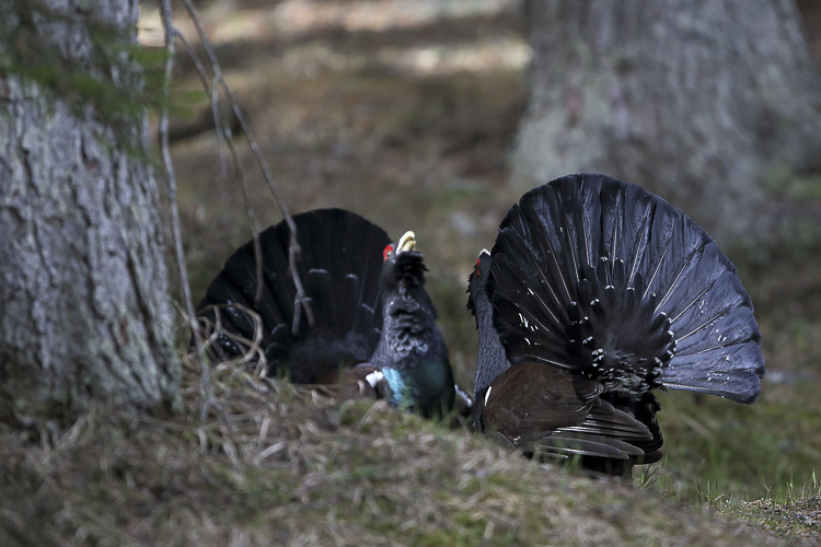 gallo_cedrone_128.jpg