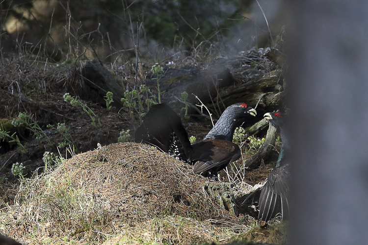 gallo_cedrone_129.jpg