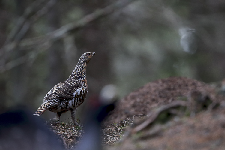 gallo_cedrone_130.jpg