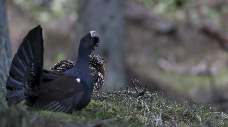 gallo_cedrone_130b.jpg