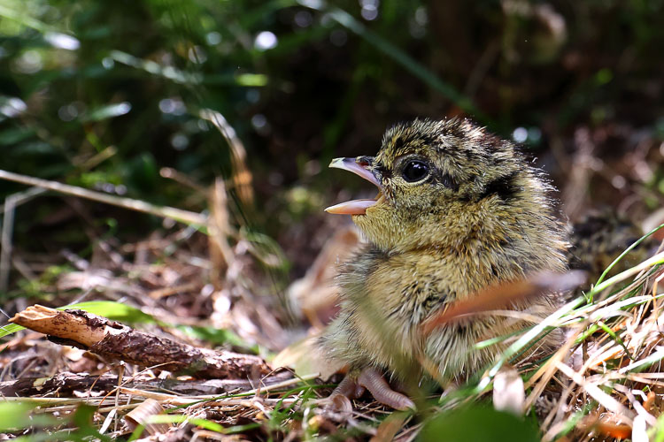 gallo_cedrone_131g.jpg