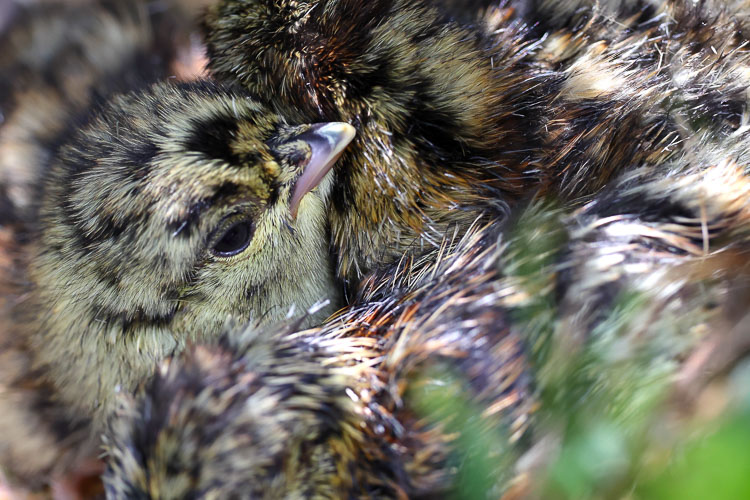 gallo_cedrone_131i.jpg