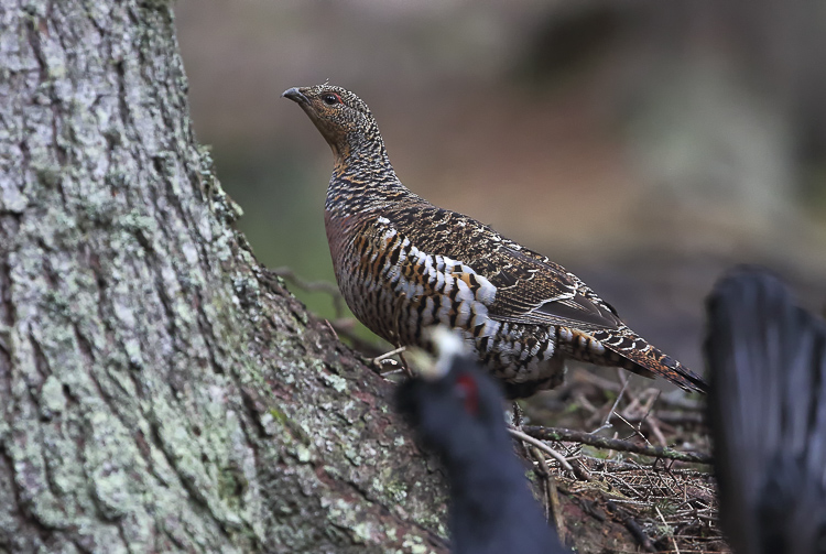 gallo_cedrone_132.jpg
