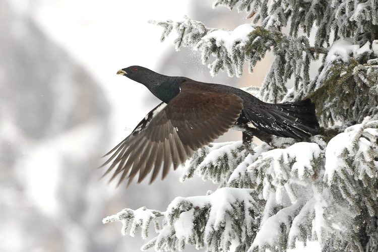gallo_cedrone_133.jpg