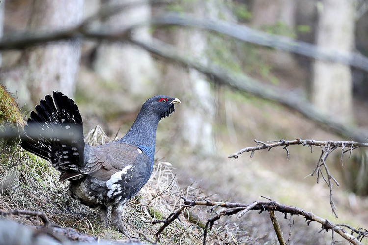 gallo_cedrone_133b.jpg