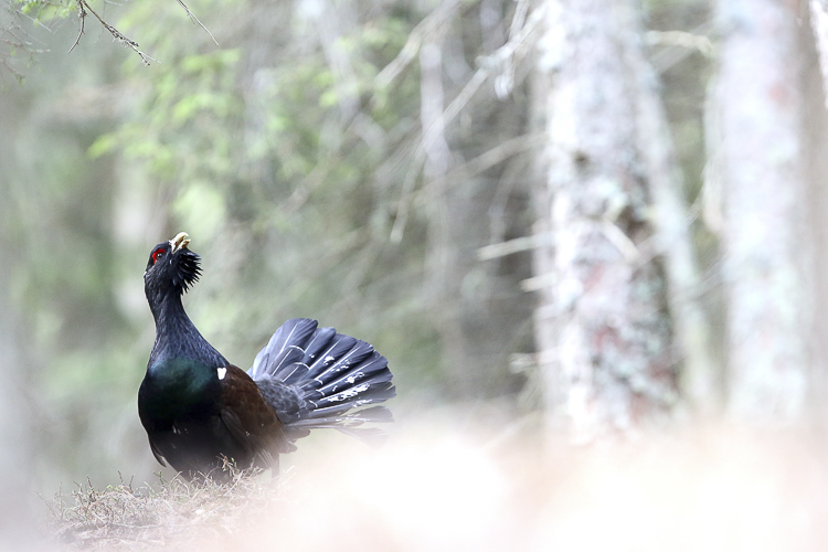 gallo_cedrone_134.jpg