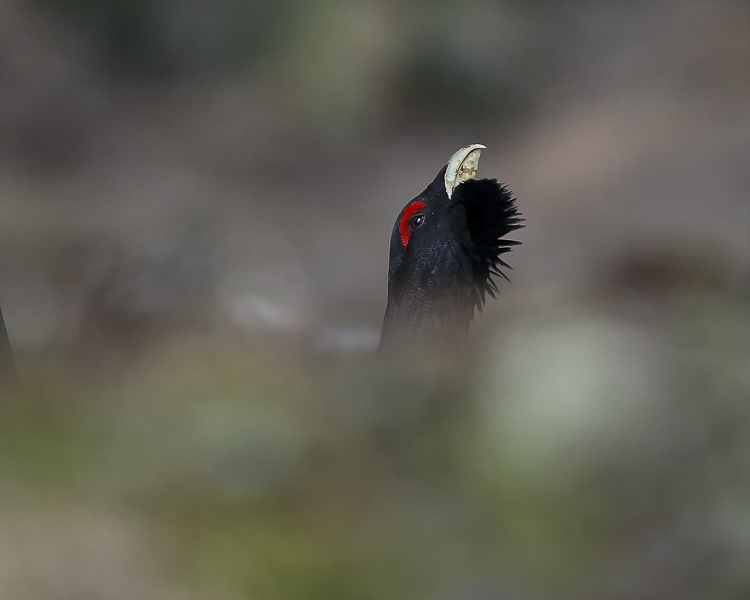gallo_cedrone_151.jpg
