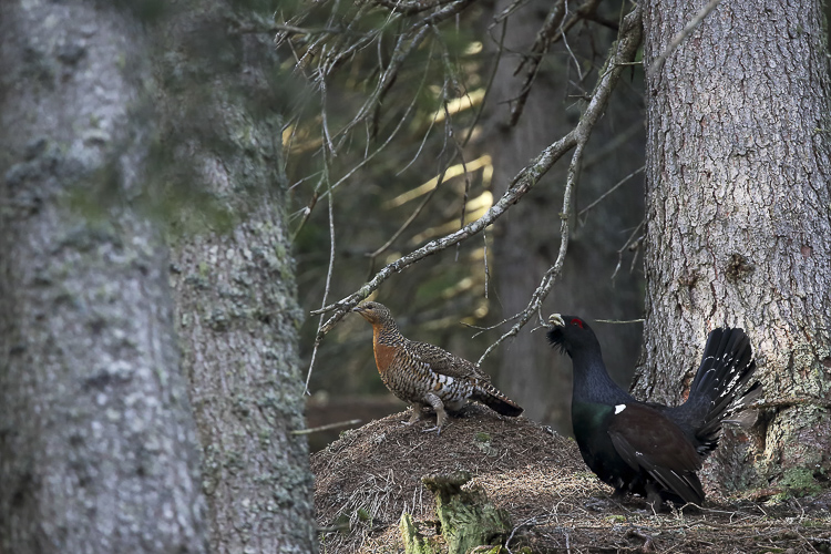 gallo_cedrone_159.jpg