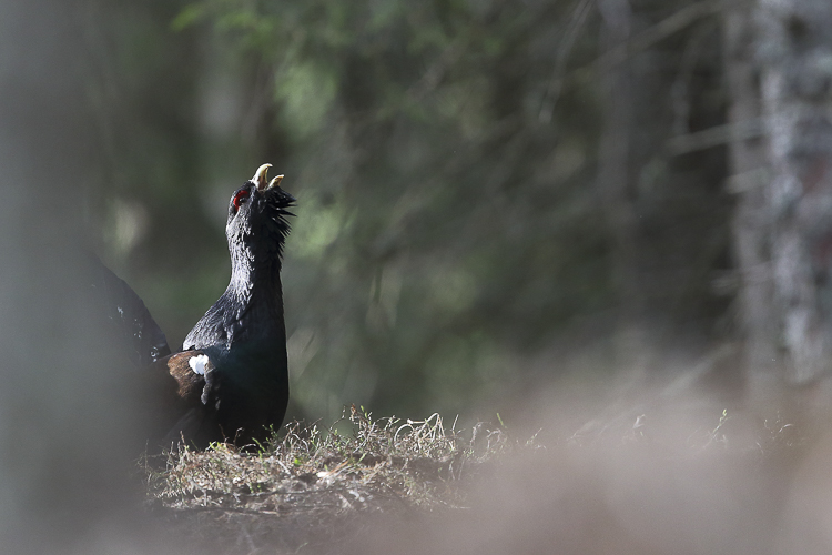 gallo_cedrone_160.jpg