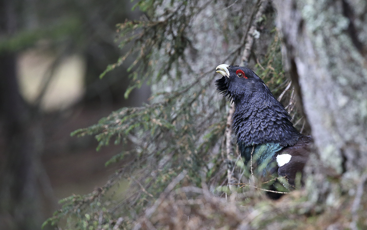 gallo_cedrone_169.jpg