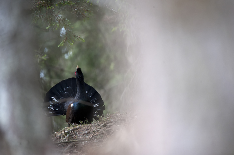 gallo_cedrone_202.jpg
