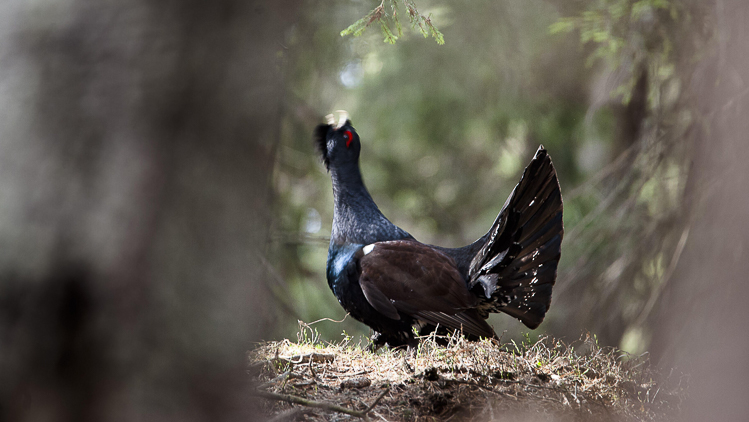 gallo_cedrone_205.jpg
