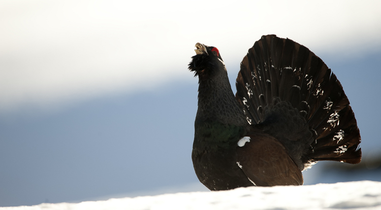 gallo_cedrone_207.jpg