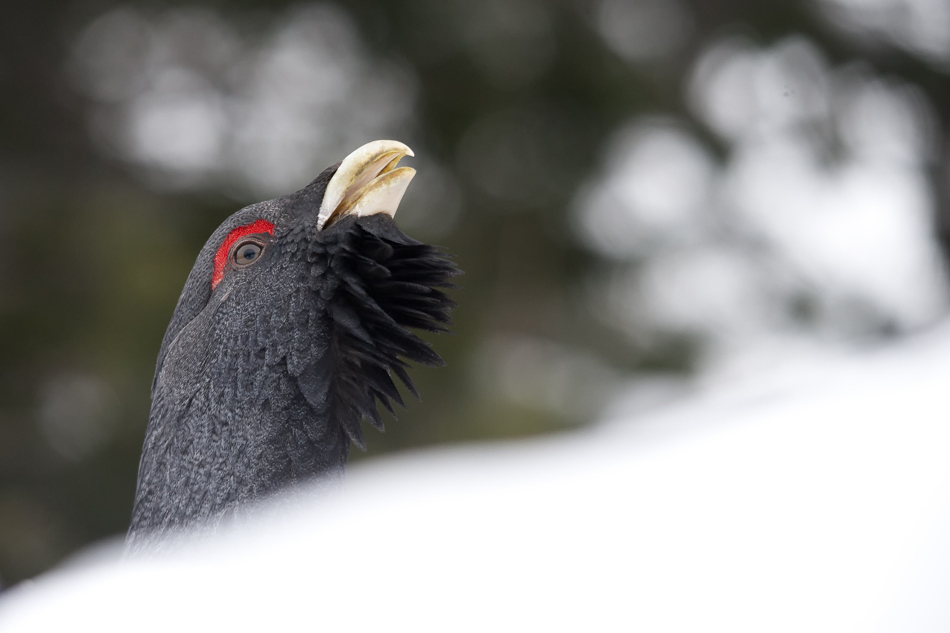gallo_cedrone_208.jpg