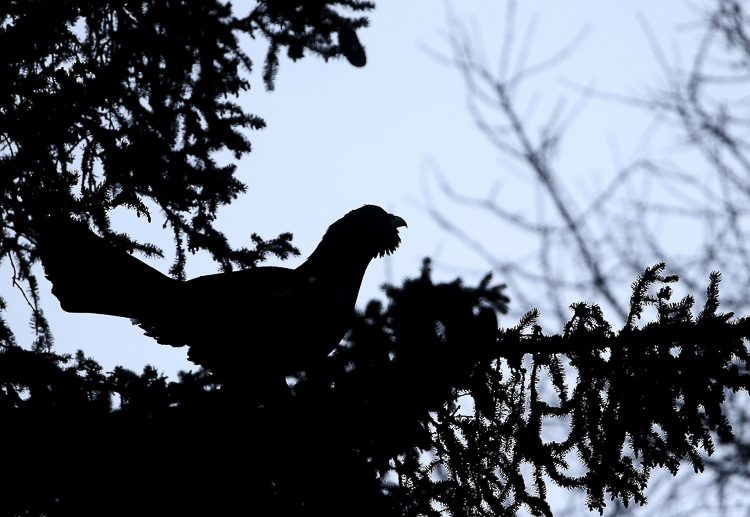 gallo_cedrone_209.jpg