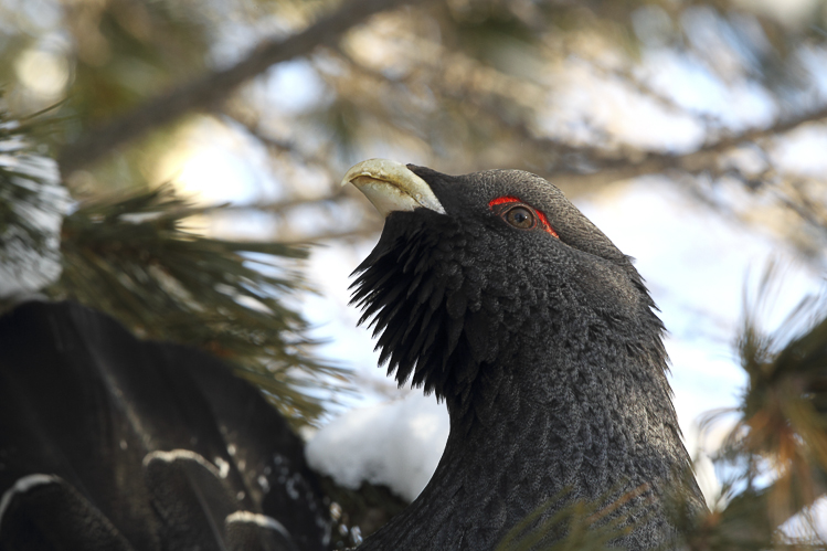gallo_cedrone_210.jpg