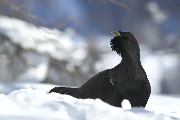 gallo_cedrone_212.jpg