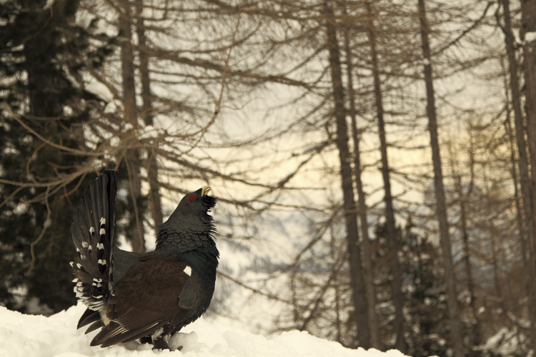 gallo_cedrone_214.jpg