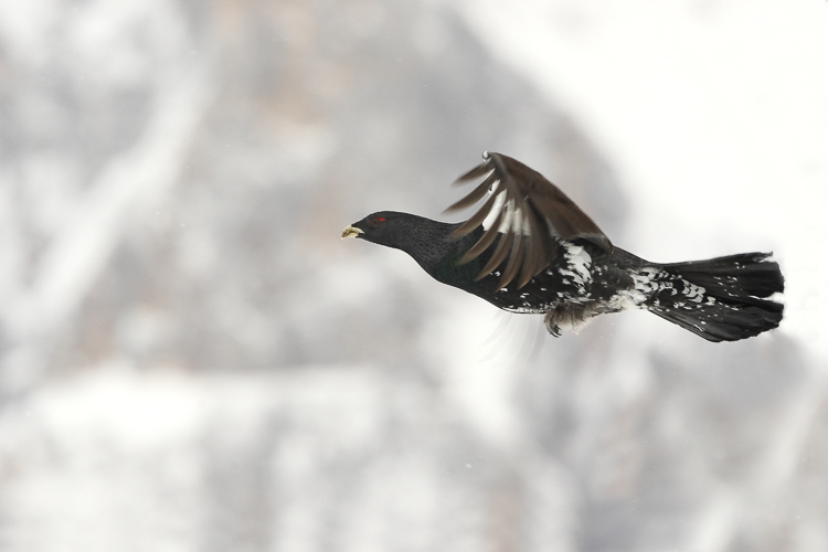 gallo_cedrone_217.jpg