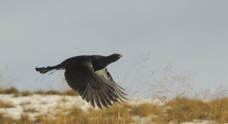 gallo_cedrone_218.jpg
