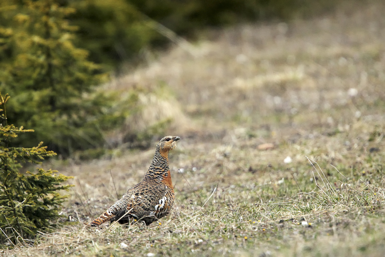 gallo_cedrone_220.jpg