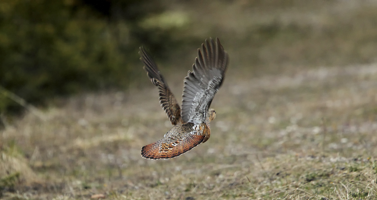 gallo_cedrone_221.jpg
