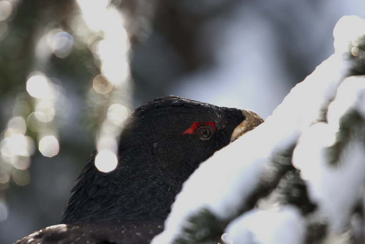 gallo_cedrone_224.jpg