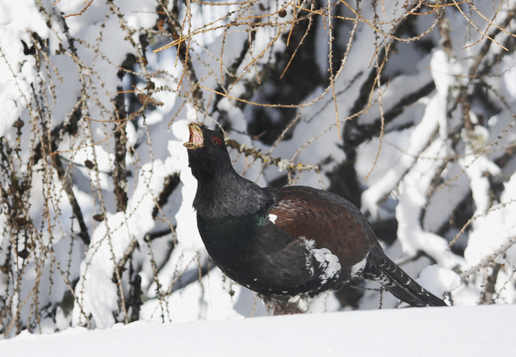 gallo_cedrone_225.jpg