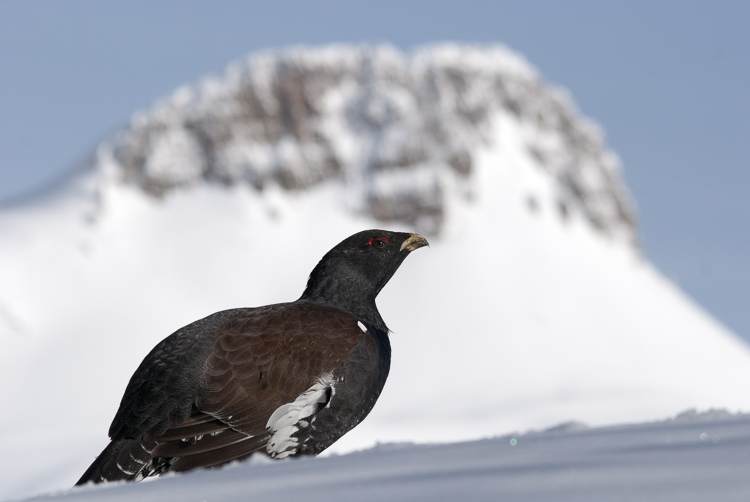 gallo_cedrone_226.jpg