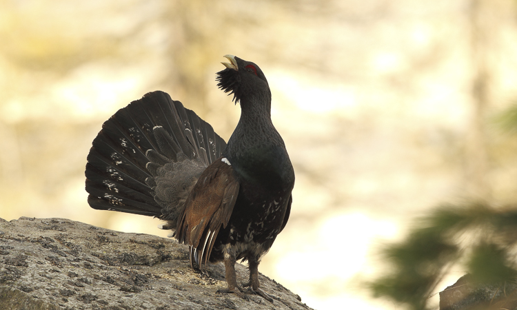 gallo_cedrone_227.jpg