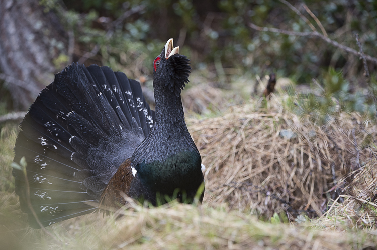 gallo_cedrone_229.jpg