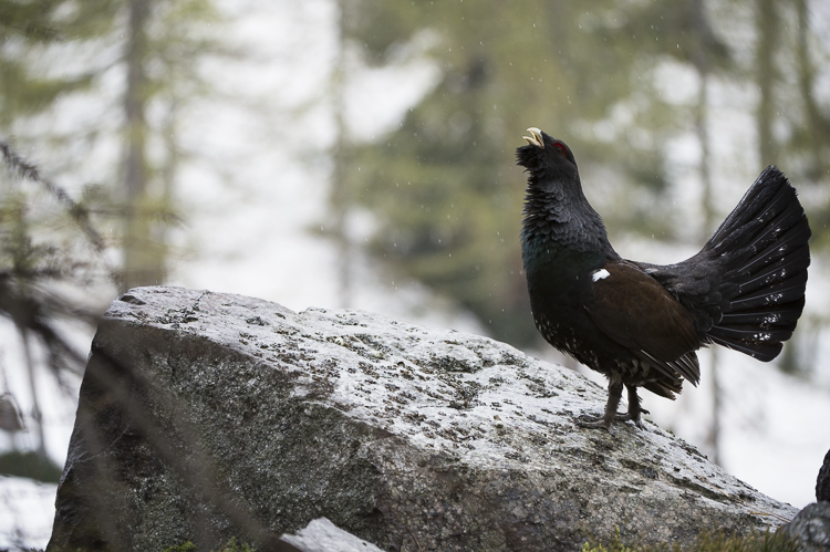 gallo_cedrone_230.jpg