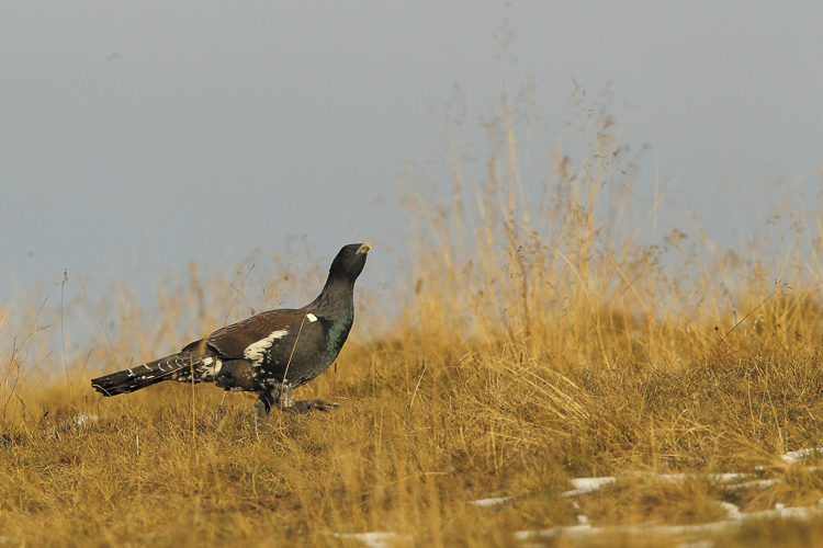 gallo_cedrone_231.jpg