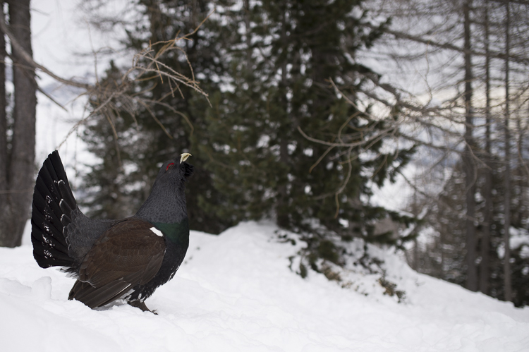 gallo_cedrone_232.jpg