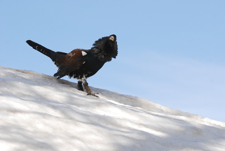 gallo_cedrone_233.jpg