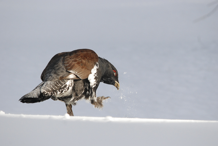 gallo_cedrone_237.jpg
