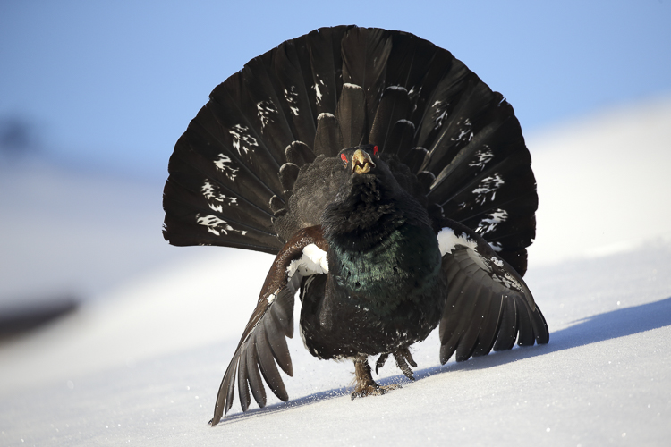 gallo_cedrone_239.jpg