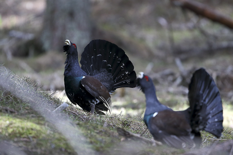 gallo_cedrone_241.jpg