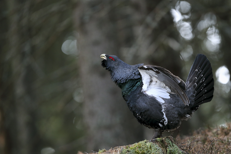 gallo_cedrone_242.jpg