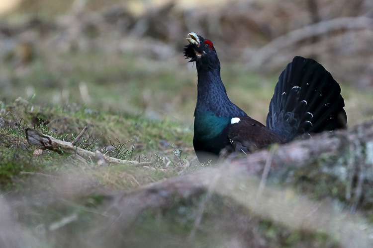 gallo_cedrone_244.jpg