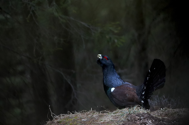gallo_cedrone_245.jpg