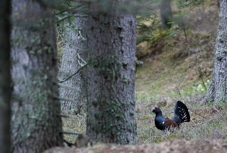 gallo_cedrone_247.jpg